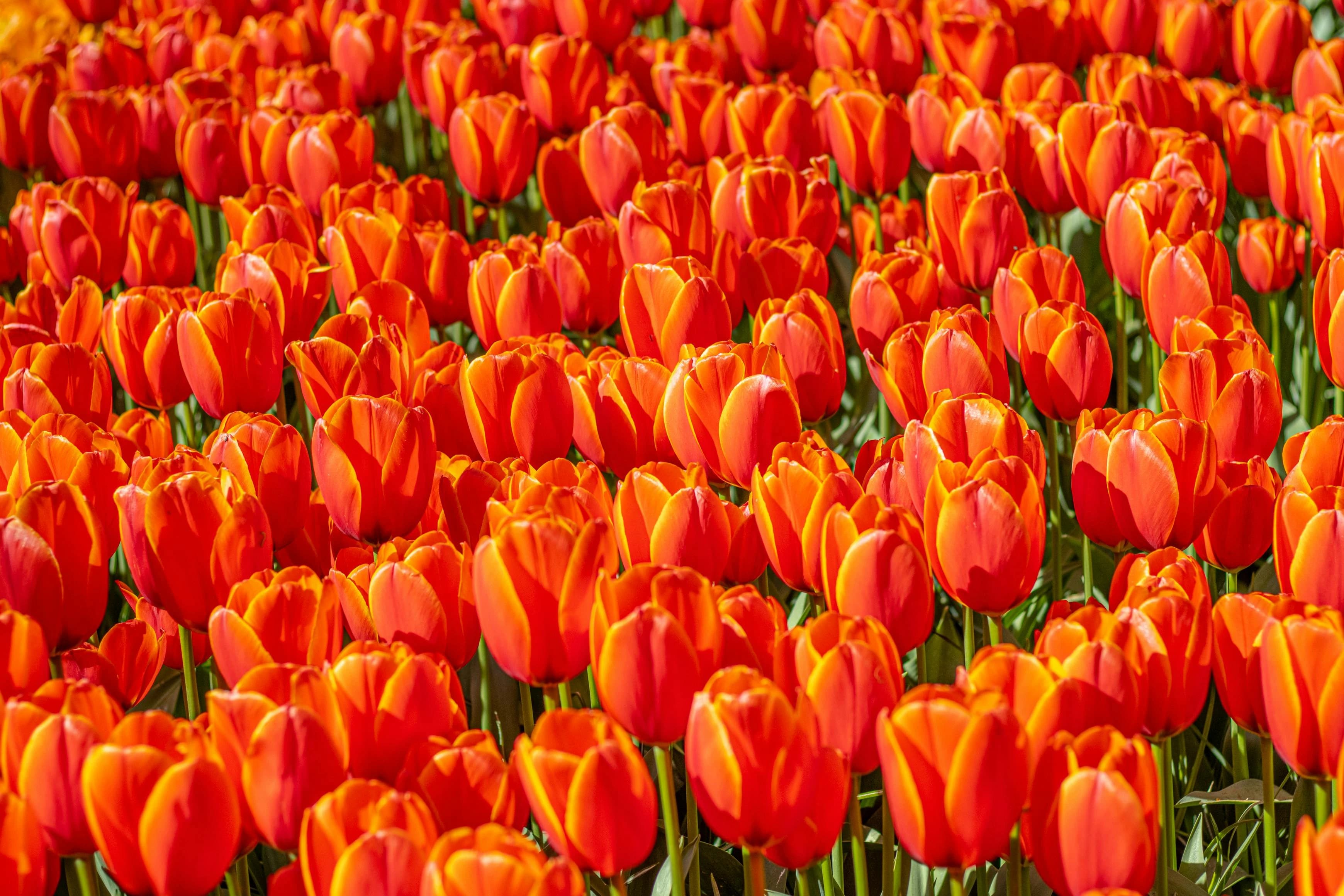 Preview for 12 Playful Dutch Nicknames for Loved Ones