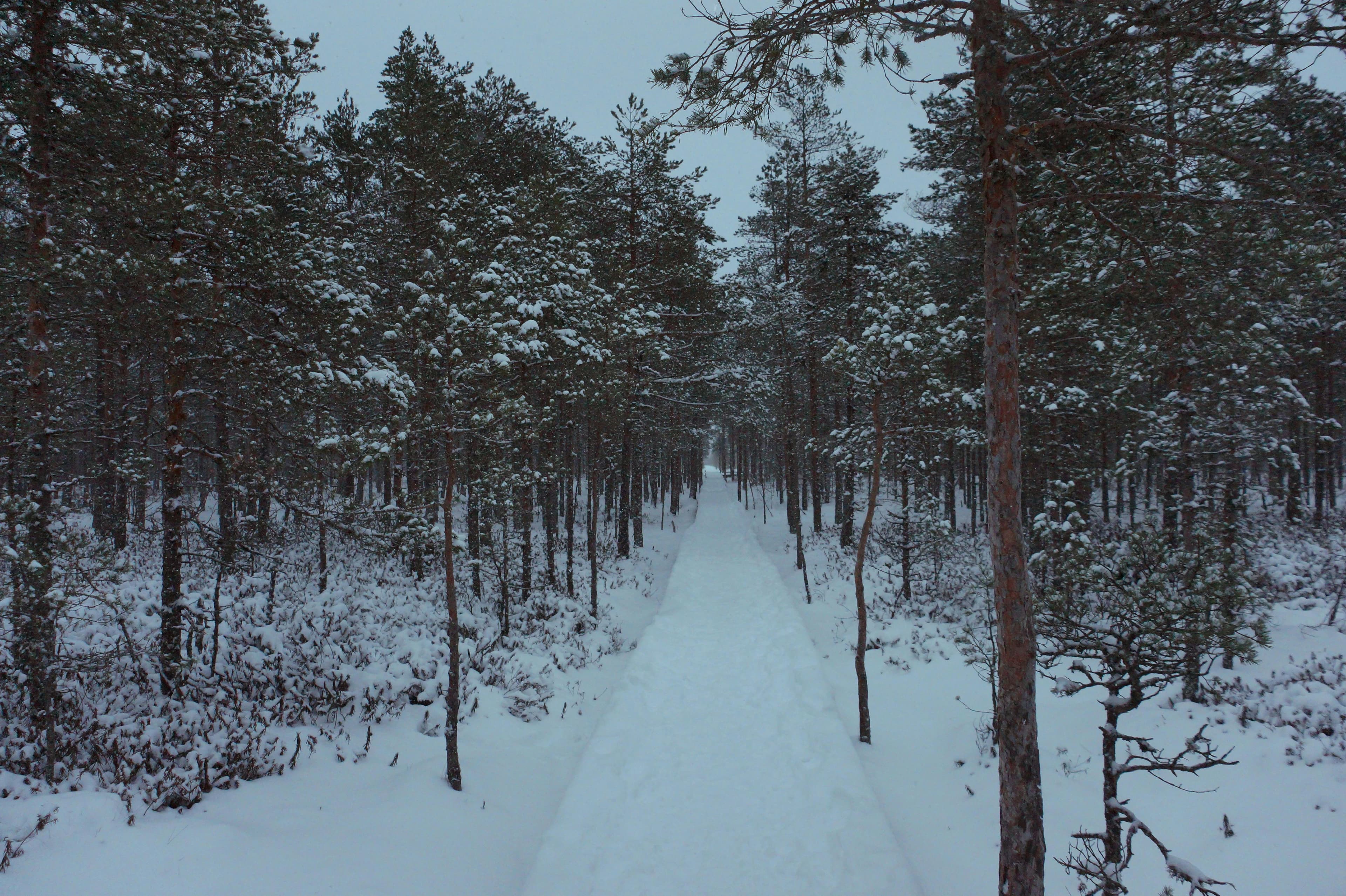 Preview for How to Write a Postcard in Estonian