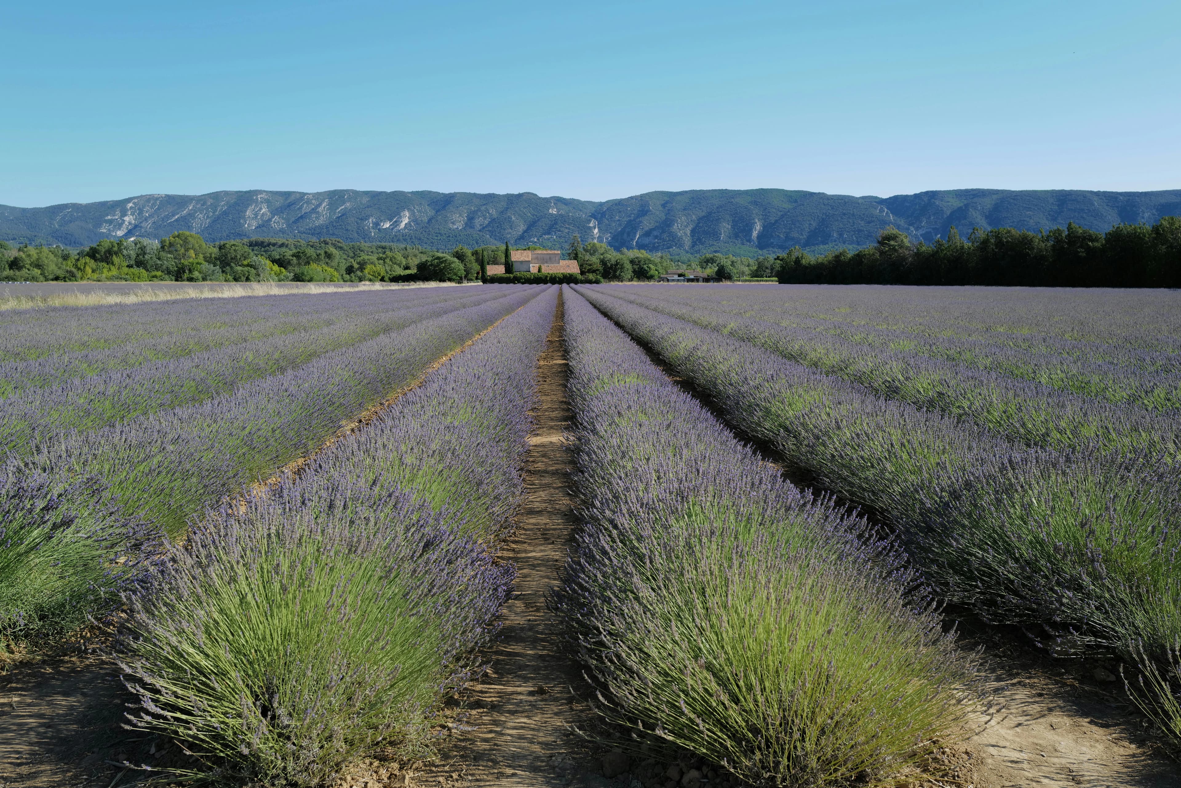 Preview for Flirting in French: 20 Romantic Phrases to Win Hearts