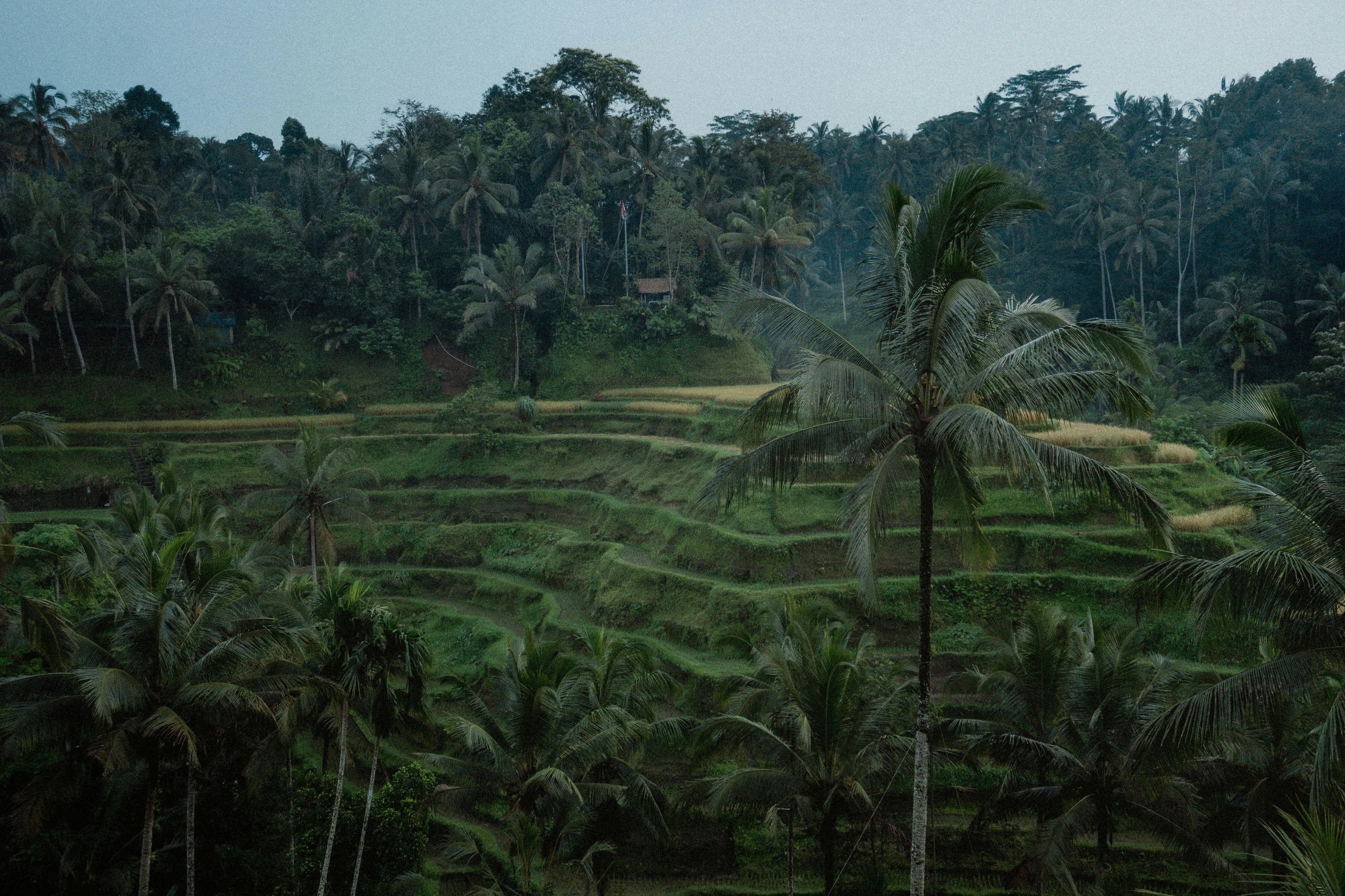 Preview for The Role of Dutch Loanwords in Indonesian Language