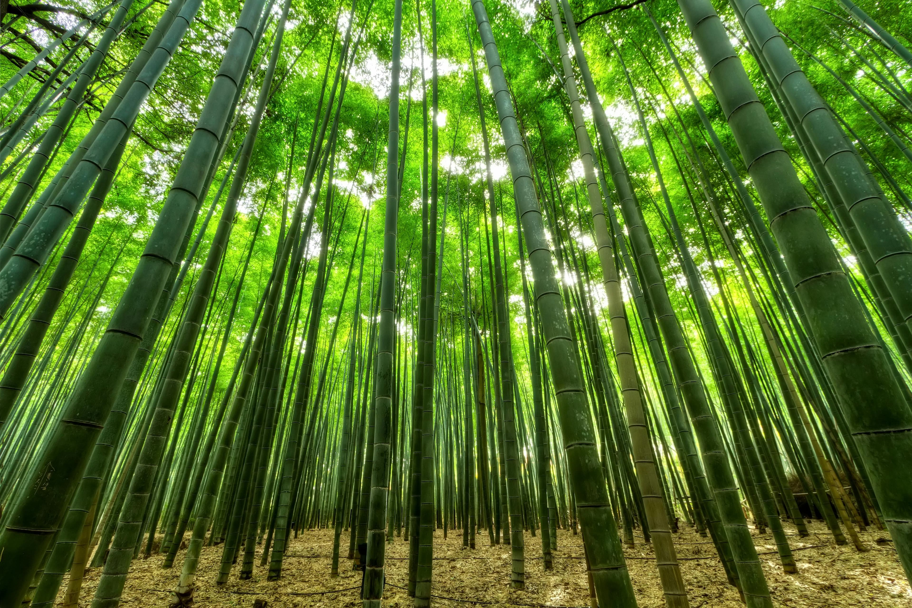 Preview for The 8 Most Beautiful Japanese Words to Describe Nature